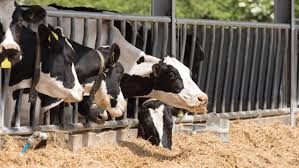 Preventing and Controlling Fatty Liver in Transition Dairy Cows